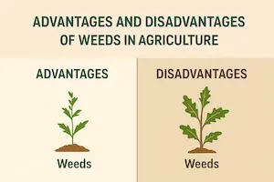 Weeds in Farming: Benefits, Drawbacks and Smart Management