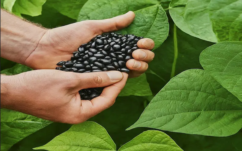 Black beans