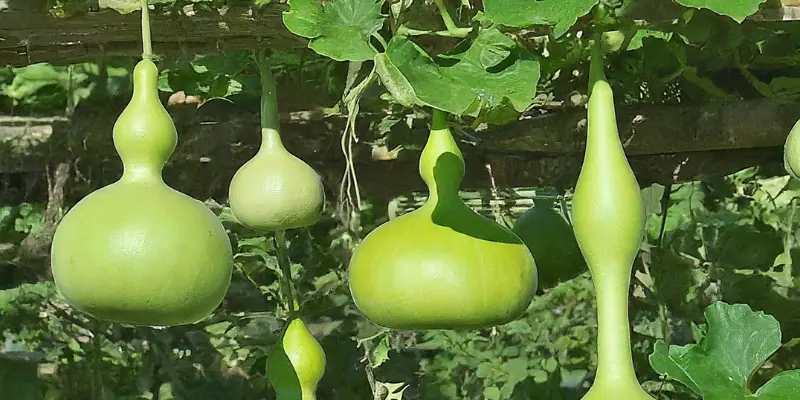 Growing Bottle Gourd Made Simple: A Beginner’s Step-by-Step Guide to Success