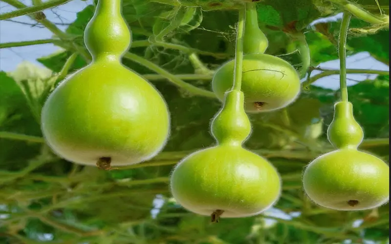 Bottle gourd Cultivation