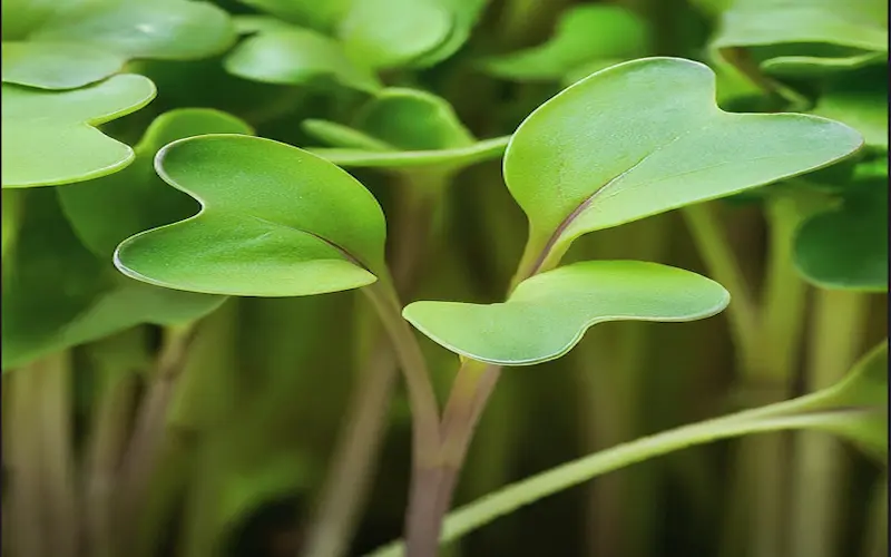 Broccoli seedlings