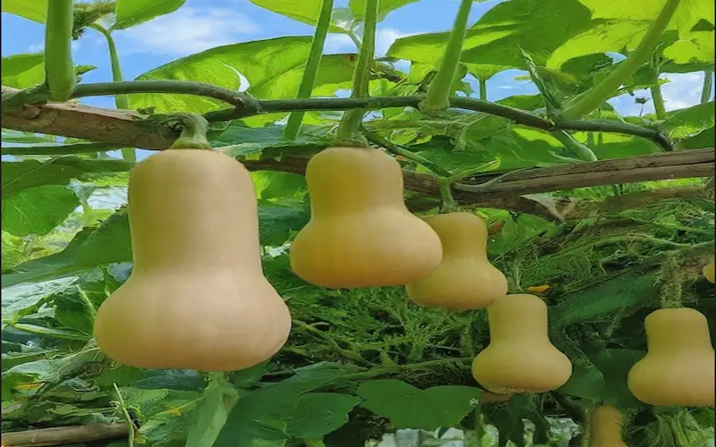 Butternut squash growing