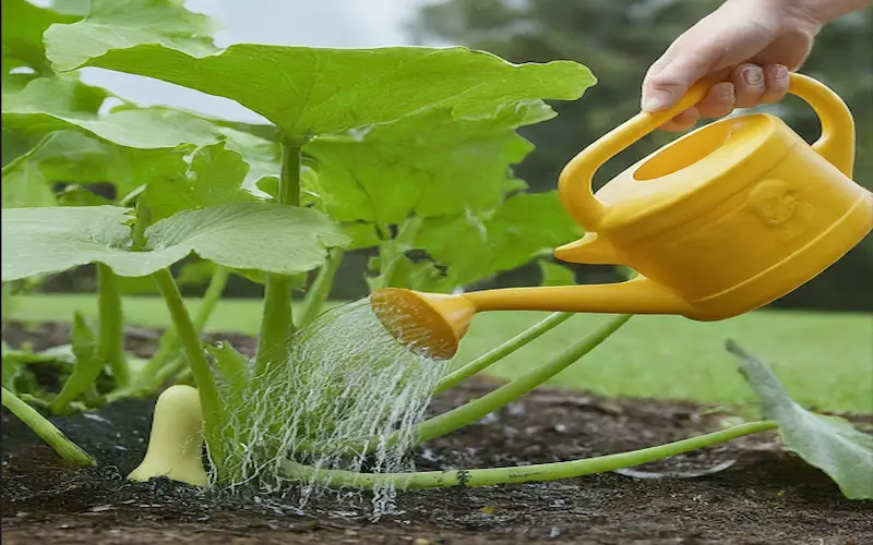 Butternut squash watering