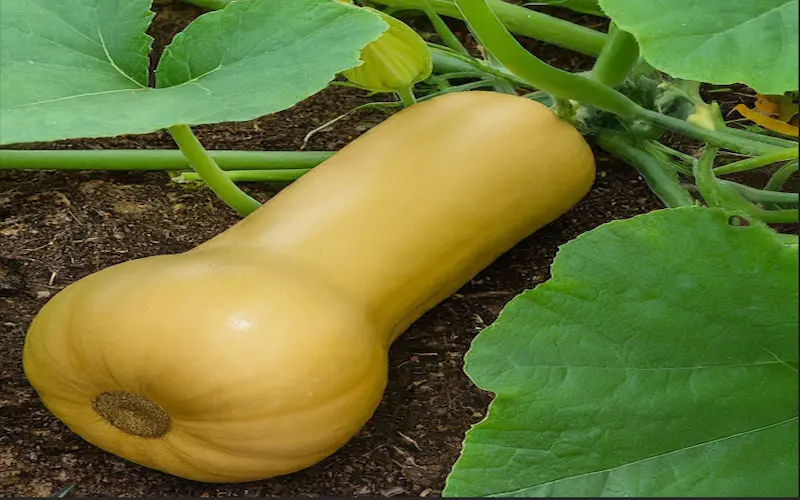 Butternut squash