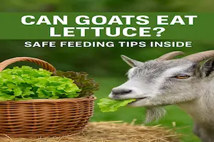 Is Lettuce Safe for Goats? Smart Feeding Tips You Should Know