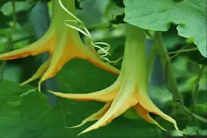 10 Best Climbing Vegetable Plants for a Bountiful Harvest