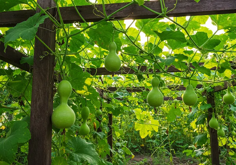 Fruiting and maturity