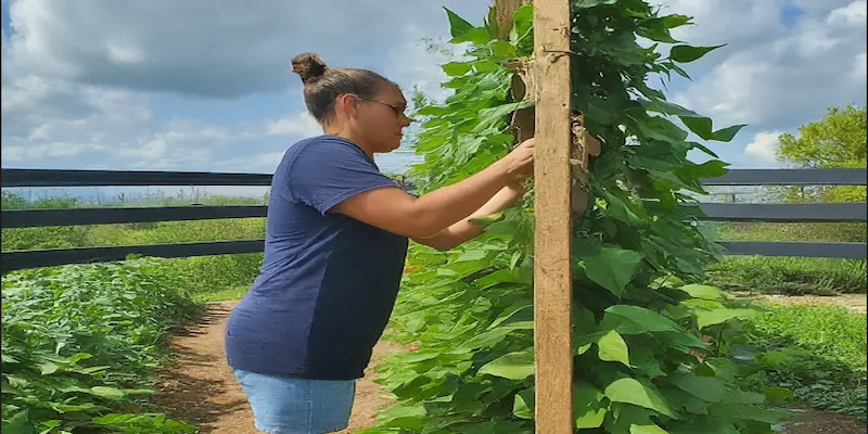 Green beans caring