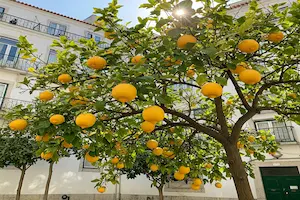 Growing Lisbon Lemon Trees: Complete Care, Pruning & Harvesting Guide