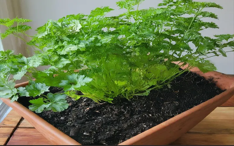 Growing Parsley from Seed In Pots