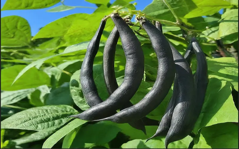 Growing black beans image