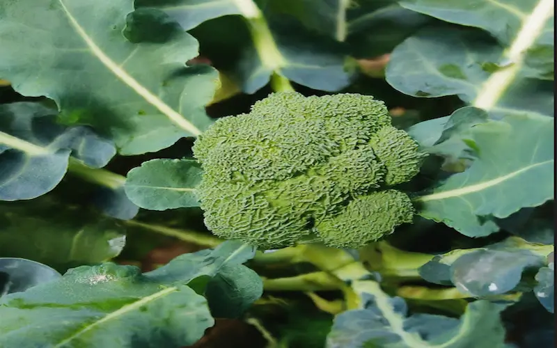 Broccoli growing stages pictures