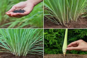 Learn Growing Lemongrass From Seed to Harvest and Its Uses