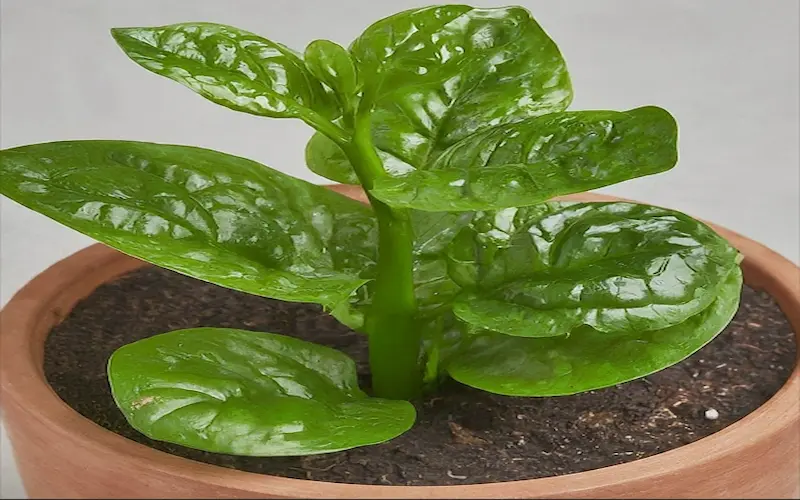 Malabar spinach