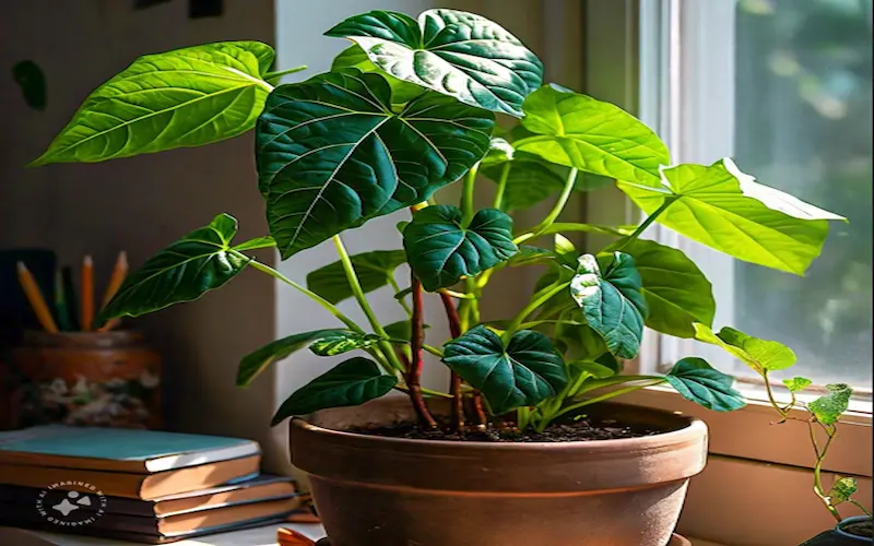 Growing malabar spinach