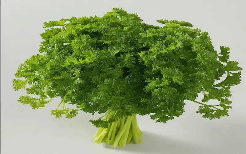 Growing parsley from seed