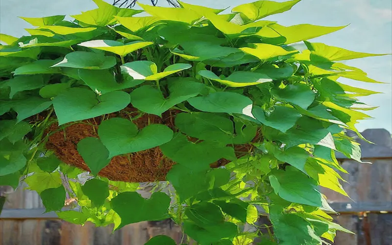 Growing sweet potatoes vines