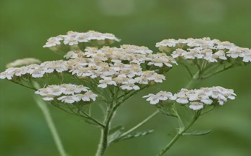 Growing Yarrow Plant