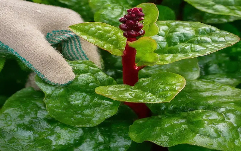 Harvest Malabar spinach