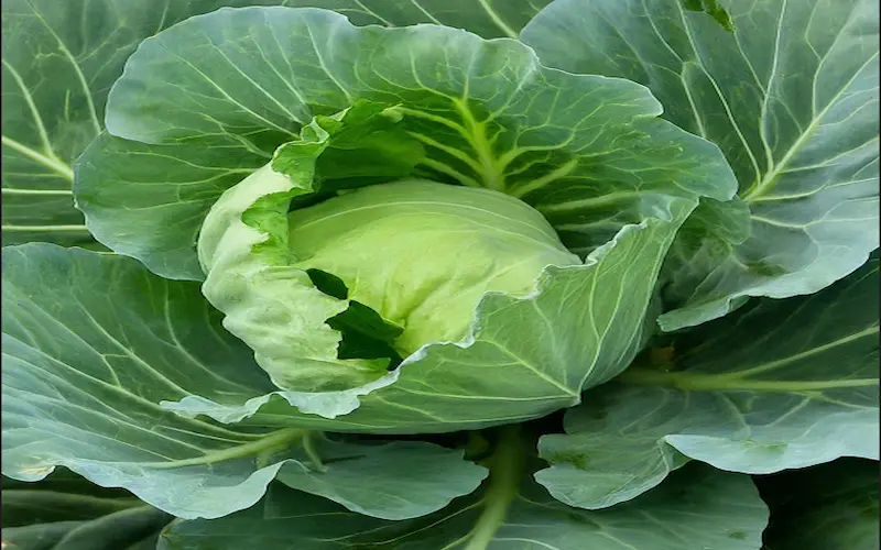 Harvesting cabbage