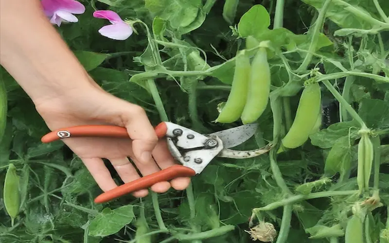 Harvesting sweet peas