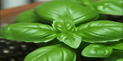 The Ultimate Guide: Learn How to Grow Basil From Seed