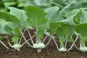 A Step-by-Step Guide on How to Grow Kohlrabi Plants
