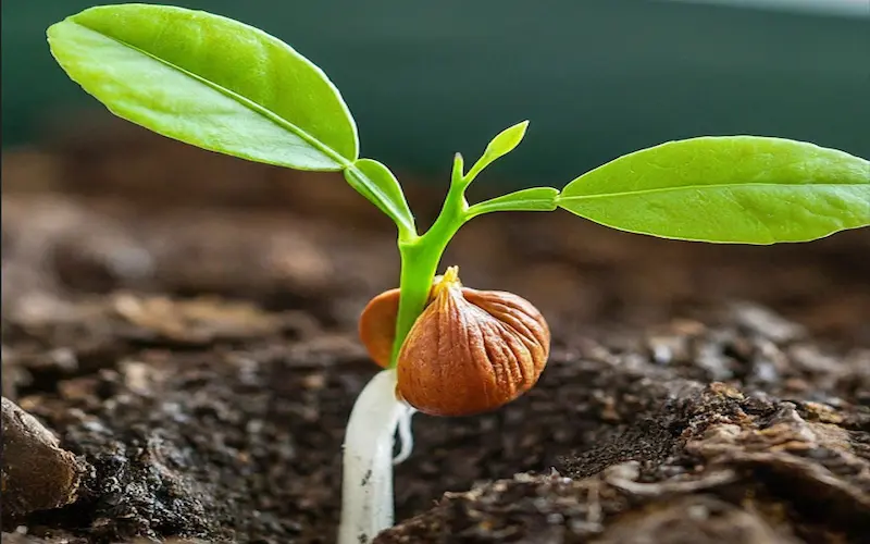 Timelines for Sprouting: