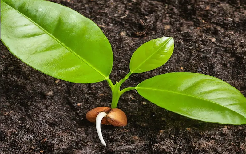 Seedling to Sapling