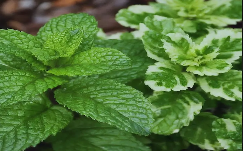 Mint plant growing