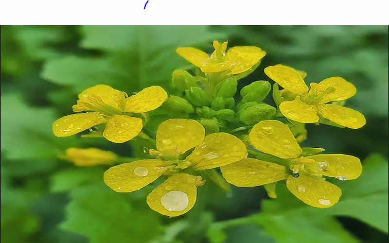 Flowering Mustard crop