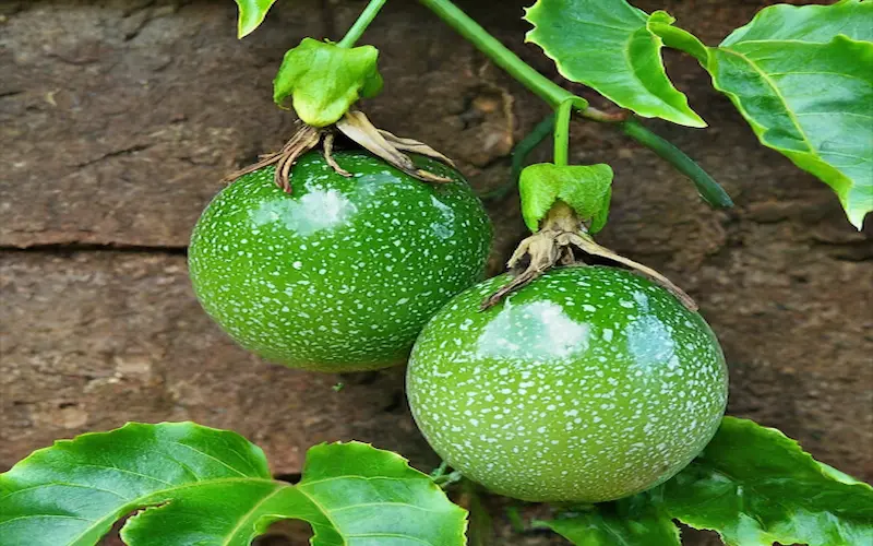Passionfruit