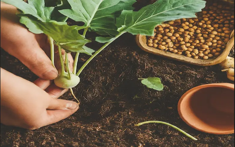 Planting kohlrabi seeds