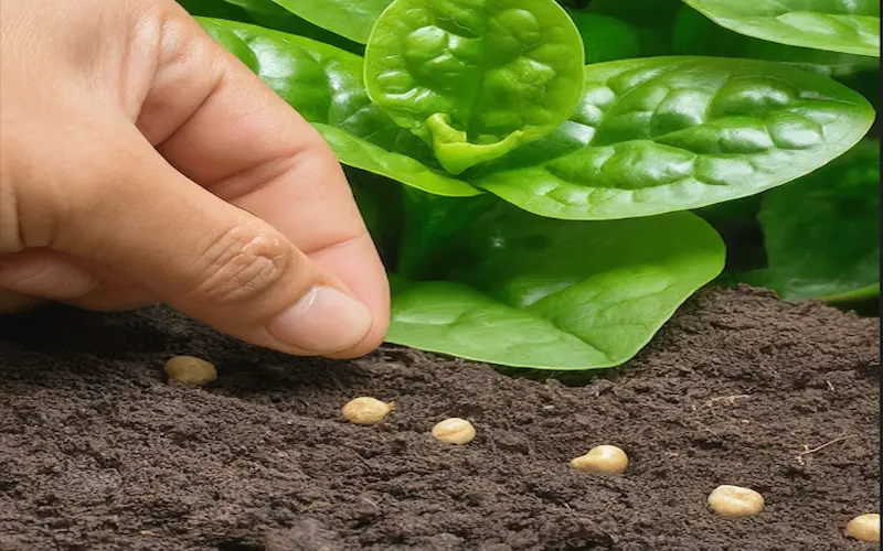 Malabar spinach seeds planting