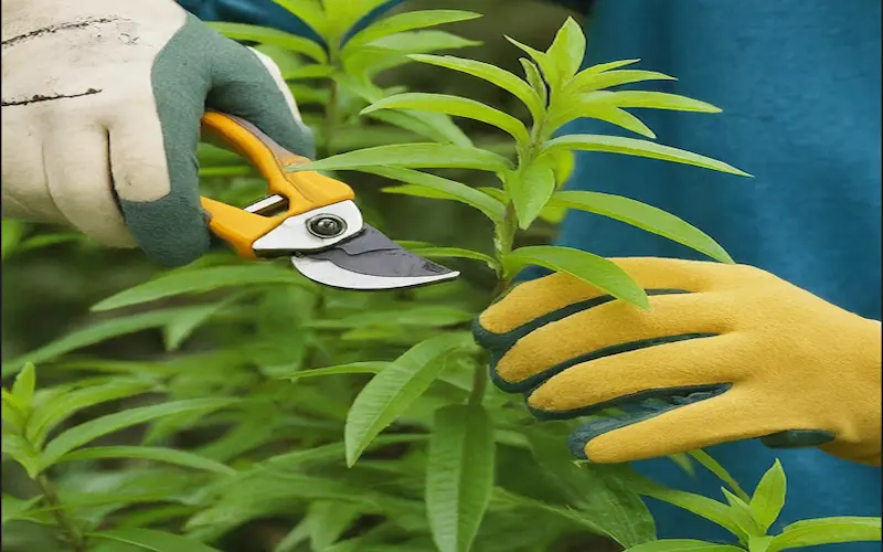 Pruning