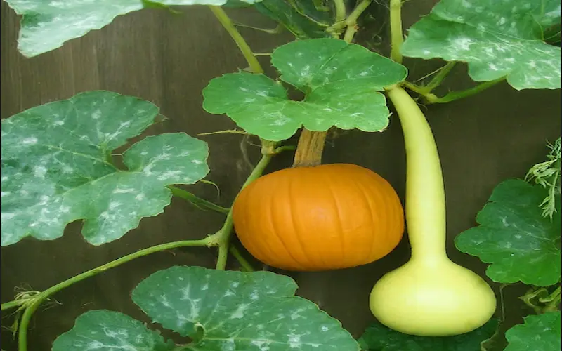 Pumpkin growing