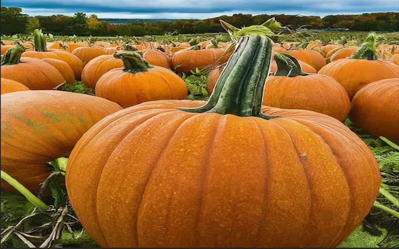 Pumpkin harvesting