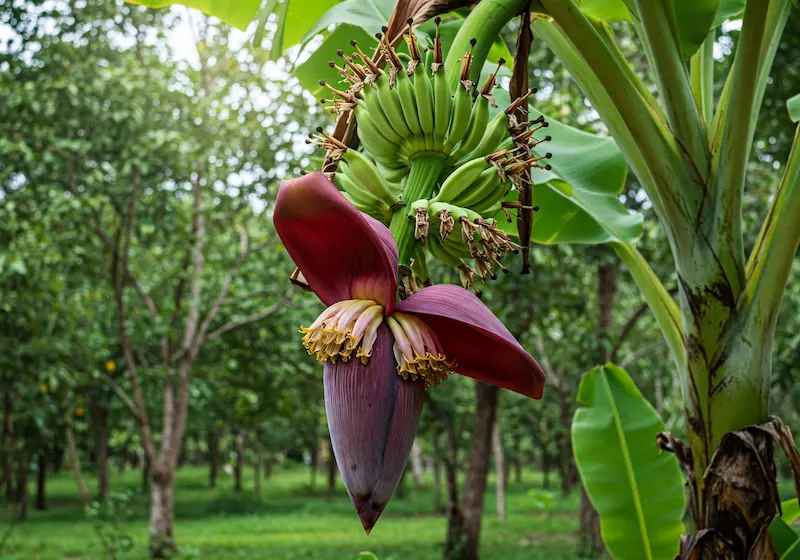 Purple banana flower on a tree