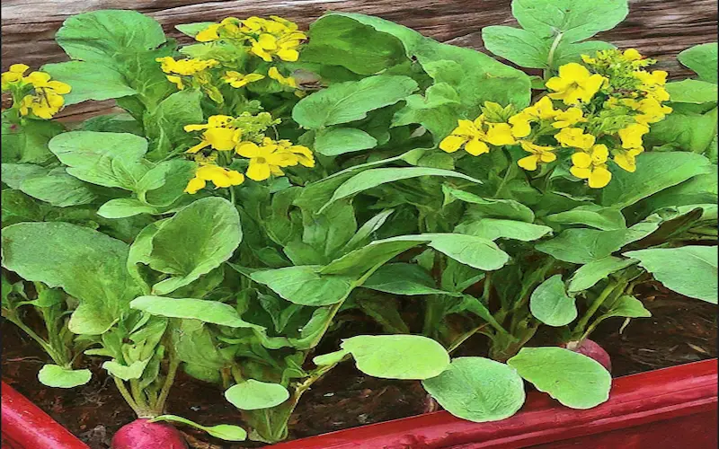 Radishes flowering