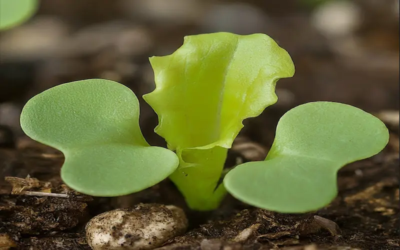 Grow lettuce Seedlings