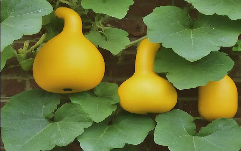 Squash and Gourds