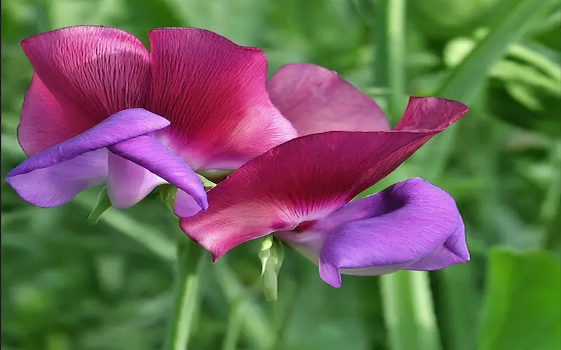 Sweet peas varieties