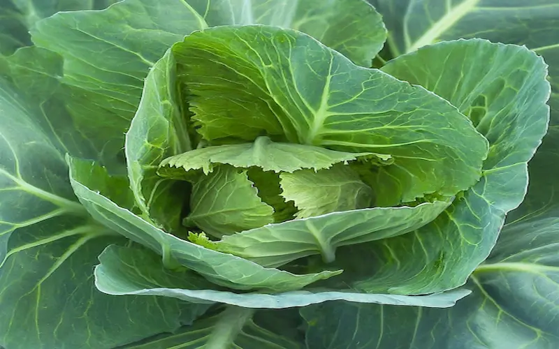 Vegetative growth