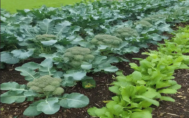 Vegetative growth