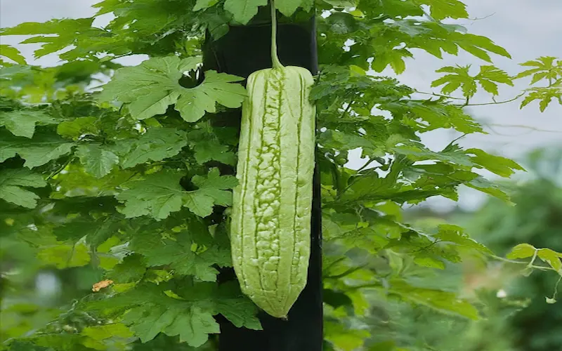 Supporting Bitter Melon Vines