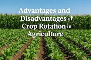 Crop Rotation in Agriculture: Key Benefits and Potential Drawbacks