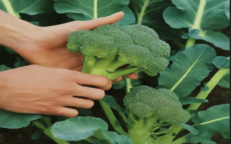 Broccoli flowering harvesting