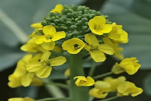 Unveiling the Beauty: Understanding the Process of Broccoli Plant Flowering
