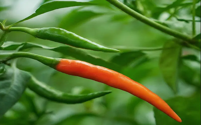 Chilli harvest