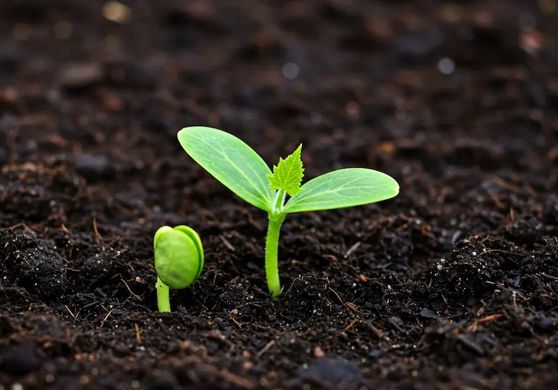 Germination process